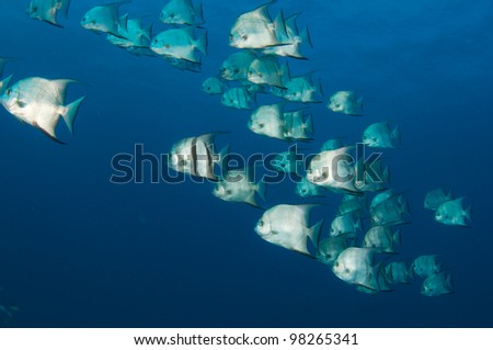 A School of Spadefish Swimming through open water.