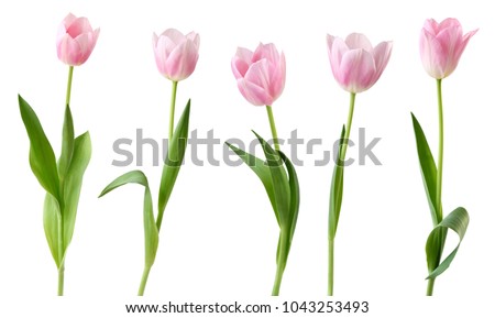 Similar – Foto Bild Blumenstrauß aus weißen Tulpen in einer Vase