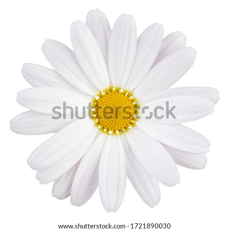Photo of Beautiful white Daisy (Marguerite) with a little pink, isolated on white background, including clipping path. 