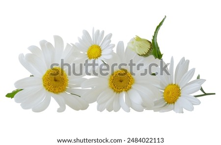 Similar – Image, Stock Photo Flower in front of mountains