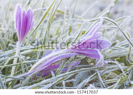 Morning frost on a flower colchicum autumnale