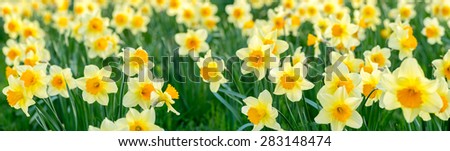close up panorama of flowers, narcissus