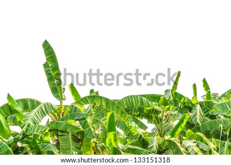 Green banana tree leafs isolated on white