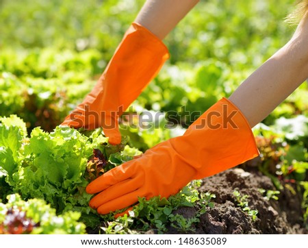 Woman in orange gloves working in the garden.