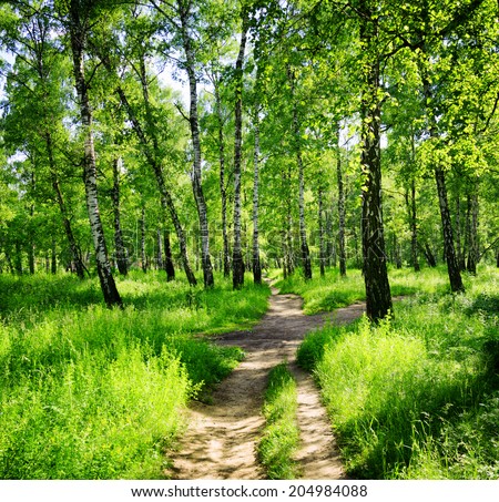 Birch forest on a sunny day. Green woods in summer. Spring landscape.