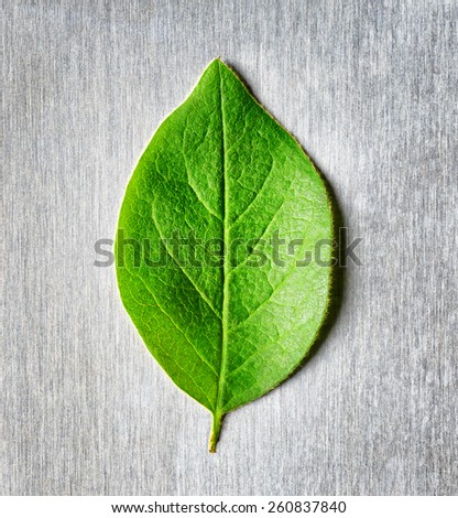 Green leaf lying in the rays of light on scratched metal. Top view. Modern technology and nature compatible. New technology on guard ecology. Eco-friendly concept.