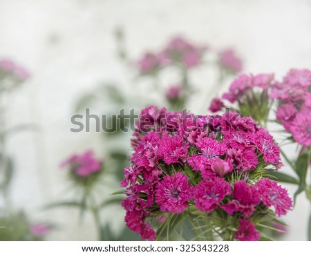 blue flowers, selective focus on flower. Abstract background.