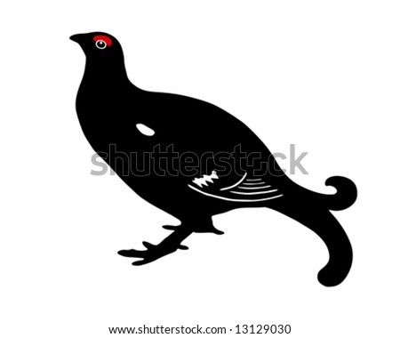 Black grouse (Tetrao tetrix)