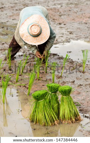 Thai farmer start plantings rice rice in water paddle