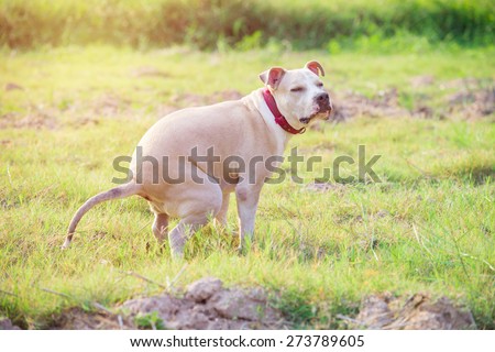 American Pitbull puppy shit  on grass field