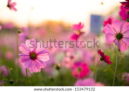 Pink Cosmos flower in the morning with sun light