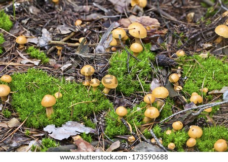 Little yellow mushrooms growing among moss in autumn forest