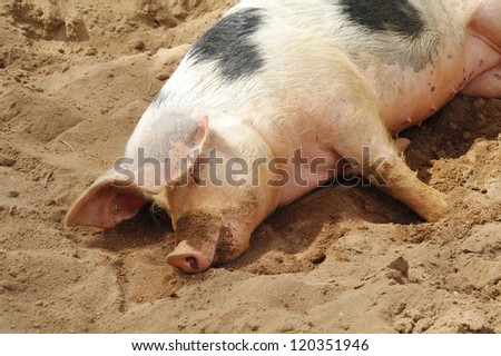 Sleeping dirty pig