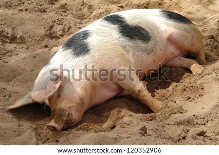 Sleeping dirty pig on sand