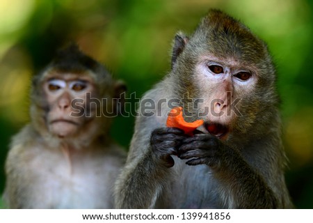 Mother monkey eating papaya.