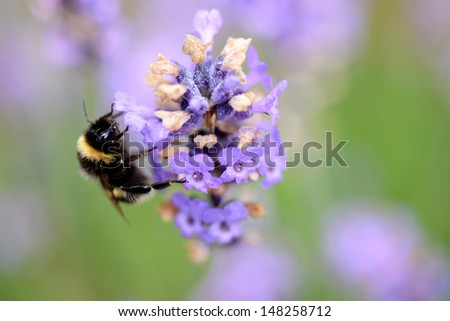 honeybee at work on  lavender flower