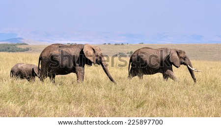 Three African elephants in the wild - national park Kenya