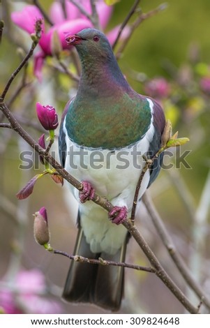 New Zealand wood pigeon, (Keruru), Hemiphaga novaeseelandiae