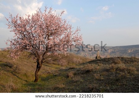 Almond tree in blossom, Turkey, Anatolien Stock foto © 