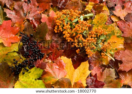 Black and orange berries on a maple leafs background
