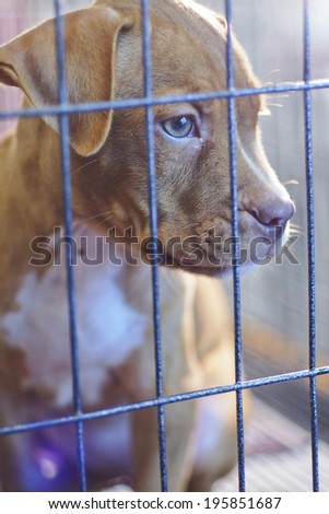 Puppy locked in the cage