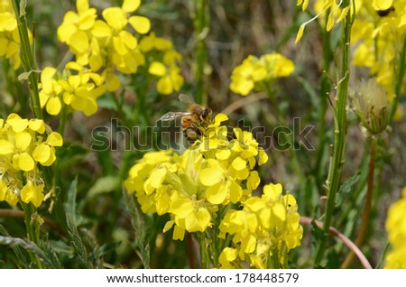 Lovely little bee, feeding on a bright yellow field-flower. Little bee and field flowers on Demerdzhi lower slopes, Crimea
