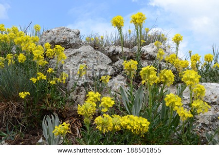 Steppe close-up: beautifully-looking yellow florets of Erysimum among lime steppe, against white-and-blue sky. Chatyr-Dag upland in late spring