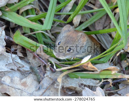 Cute mouse crawls out from beneath the forest litter. Forest little mouse among the forest litter
