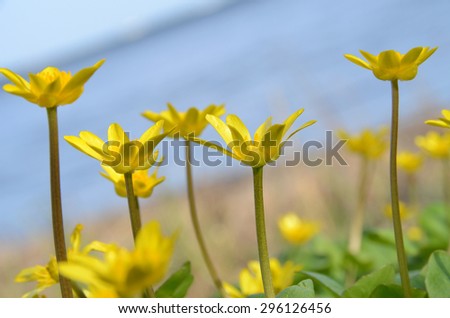 Beautiful yellow buttercups on a blurred lake background, vividly lit by sun. Creeping buttercup (Ranunculus repens), yellow corollas on the tall stems