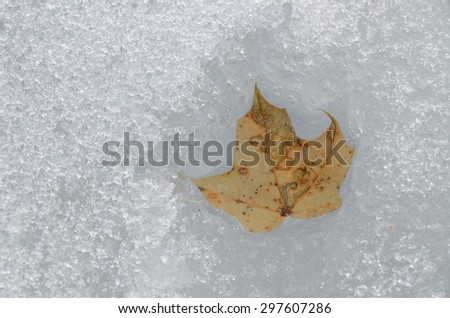 Early spring close view: last year\'s maple leaf in the thawed
