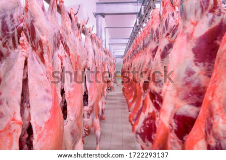 Close up of a half cow chunks fresh hung and arranged in a row in a large fridge in the fridge meat industry. Halal cutting. Сток-фото © 