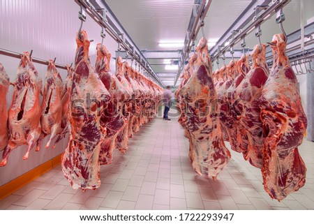 Meat industry,meats hanging in the cold store. Cattles cut and hanged on hook in a slaughterhouse. Halal cutting. Сток-фото © 