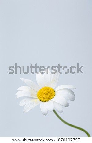 Similar – Image, Stock Photo Common daisie common daisy