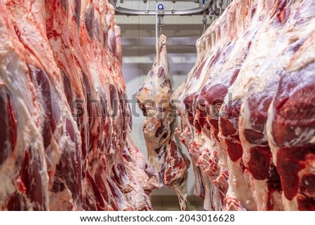 At the slaughterhouse, Carcasses, raw meat beef, hooked in the freezer. Close up of a half cow chunks fresh hung and arranged in a row in a large fridge in the fridge meat industry. Halal cutting.