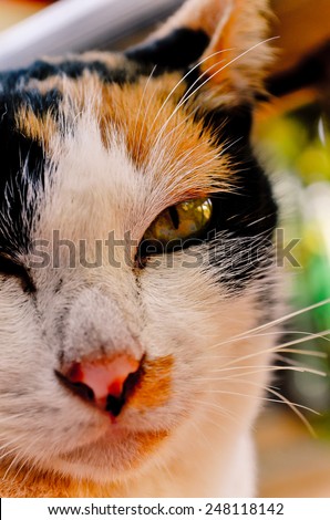 sleepy british kitten over black background - Stock Image