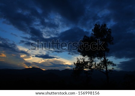 Silhouette of pine tree in beautiful sunset glow