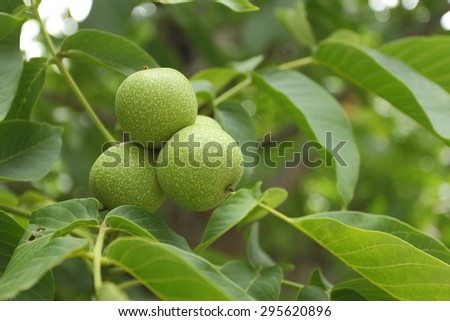 Close up of raw green walnuts on the walnut tree in summer