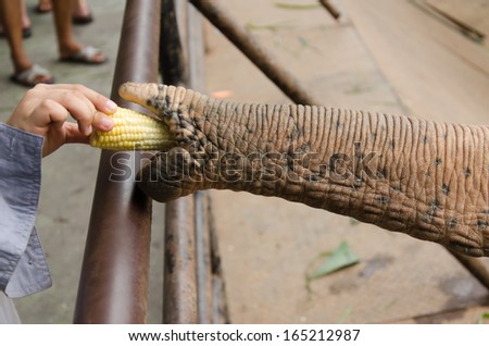 Elephant in zoo Chonburi, Thailand.