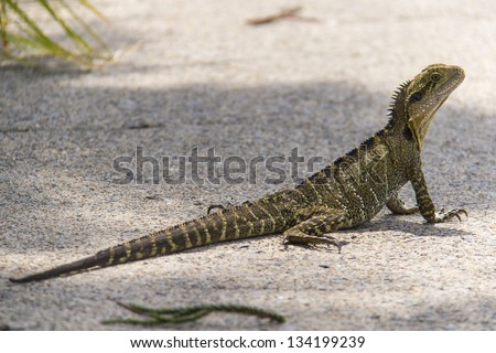 Australian Water Dragon lizard (Physignathus lesueurii)