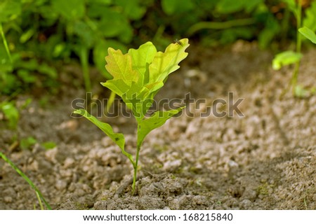 Having grown from an acorn, a small sprout of oak with a fly on a leaf.