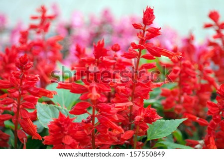 red little flowers