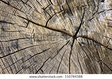 circles on bark of a tree cutted