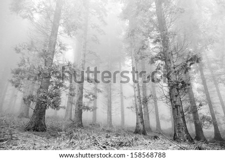 cypress forest with fog in black and white.