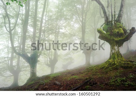 gloomy forest with fog and creepy trees