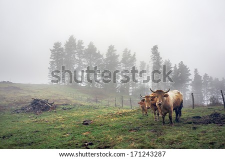 family of brown cows on field with fog