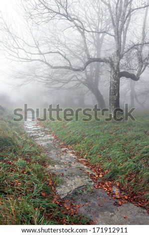 trail in the forest with fog and mysterious trees