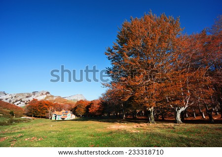 autumnal forest in Gorbea near a shelter