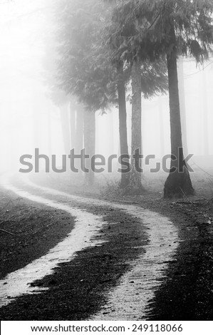 path in the foggy forest. Black and white
