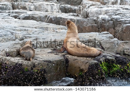 Sea lions on rock near Pucusana, Peru.