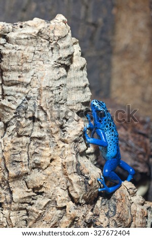 Blue poison-dart frog climbing up tree bark